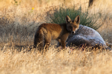 Red fox (Vulpes vulpes) in the field.