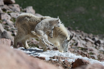 A Baby Mountain Goat Lamb (Kid) Prancing in the Snow with Its Mother