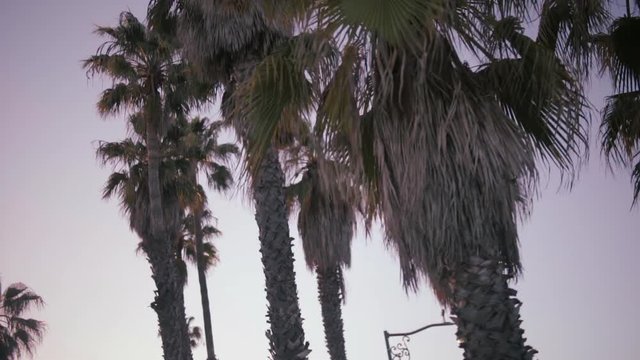 Palm trees in golden sunset light - Slow Motion - Dynamic wide dolly shot