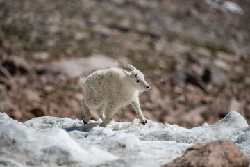 A Baby Mountain Goat Kid Playing in the Snow