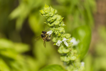 Bee collects white pollen and nectar