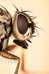 Potrait - Fly, Flies 