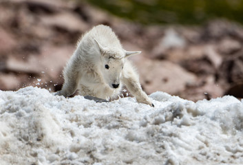 A Baby Mountain Goat Kid Playing in the Snow