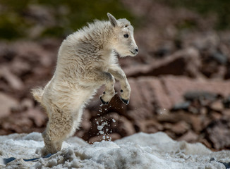 A Baby Mountain Goat Kid Playing in the Snow
