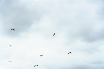 Sea Eagle on sky clouds Beautiful Tropical Beach blue ocean background