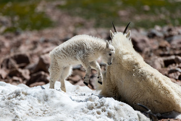 A Baby Mountain Goat Lamb Testing Mothers Patience
