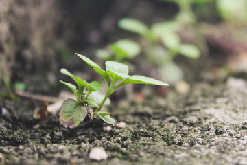 the plant