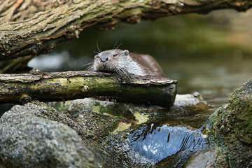 
Very cute river otter in the nature habitat. Wild animals in captivity. Beautiful and endangered european mammals. River otters playing in the water. Lutra lutra.
