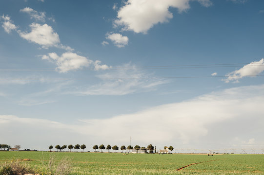 Tree row in wheat filelds, Castile Leon, Spain