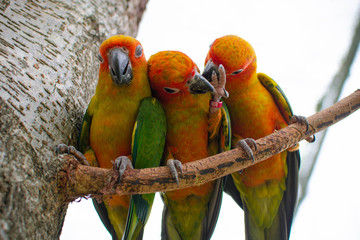 Fototapeta na wymiar three bright colorful exotic birds on branch in summer sunny day at the zoo trying to break free and broke the fetters
