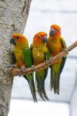 three colorful exotic parrots on branch in summer sunny day on blurred background 