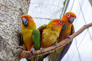 three colorful exotic parrots on branch in summer sunny day on blurred background 