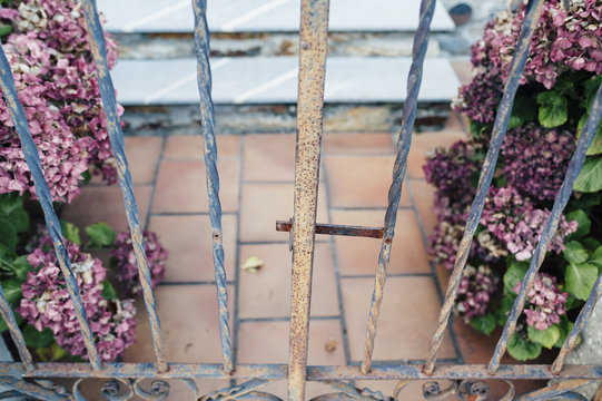 Rusty iron fence  and pink hydrangea plants