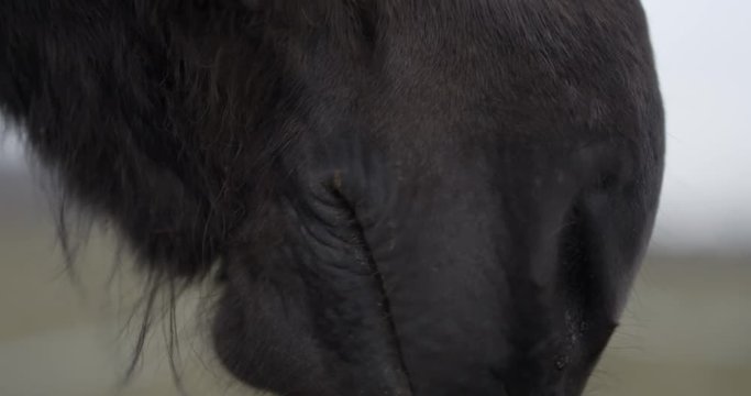 4K Slow motion close-up of black horse chewing in the Icelandic countryside