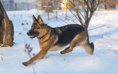 German shepherd in the winter park