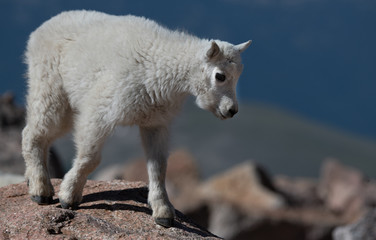 Obraz na płótnie Canvas A Baby Mountain Goat Kid on Mountain Top