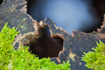 Wood texture inside of the forest