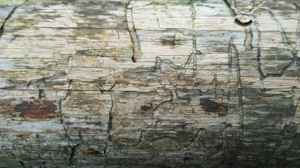 tree texure 6