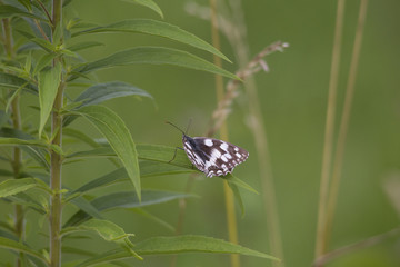 Melanargia galathea on the blossom of a thistle plant