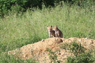 Renardeaux jumeaux devant leur terrier