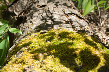 Green moss on a tree