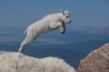 An Adorable Baby Mountain Goat Lamb
