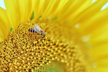 bee collects pollen on a sunflower