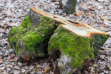 Wood texture inside of the forest