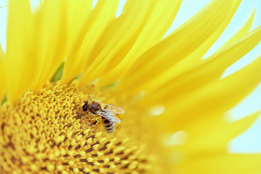 bee collects pollen on a sunflower