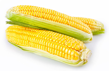 Fresh corn on white background