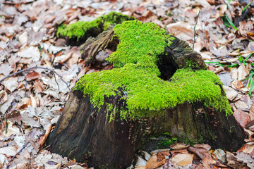 Wood texture inside of the forest