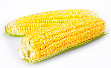 Fresh corn on white background