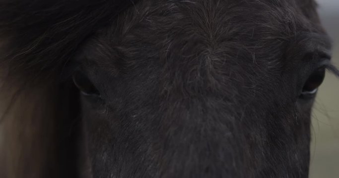 4K Slow motion extreme close-up of black horse looking into the camera in the Icelandic countryside