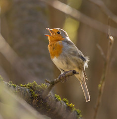 Obraz premium A robin sits on a branch and sings