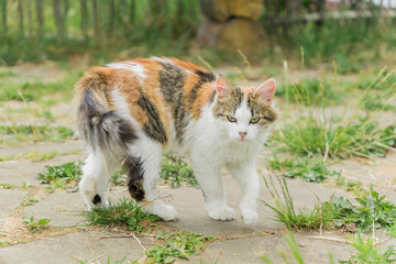 Naklejka na ściany i meble stray multicolored cat walking on the street in countryside.