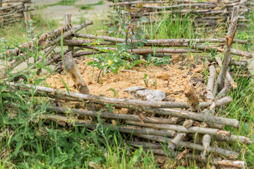 flowerbed made of tree branches. Garden decoration