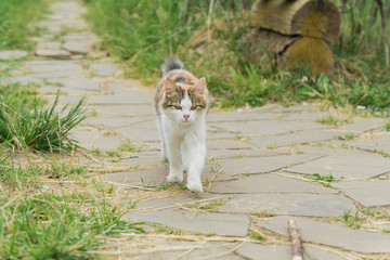 stray multicolored cat walking on the street in countryside.
