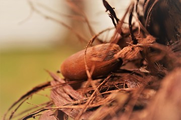 Fototapeta na wymiar орех, дуб, зерно