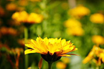 Flower & Цветок