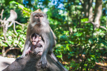 Sacred monkey forest sanctuary in Ubud