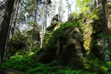 Skały, mech i drzewa... a wszystko w Skalnych miastach w Adrszpach w Czechach