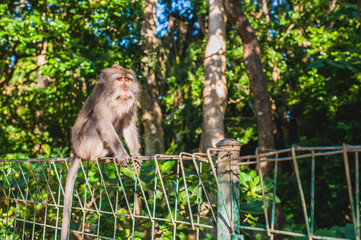 Sacred monkey forest sanctuary in Ubud