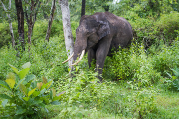Tusker Elephant in the forest