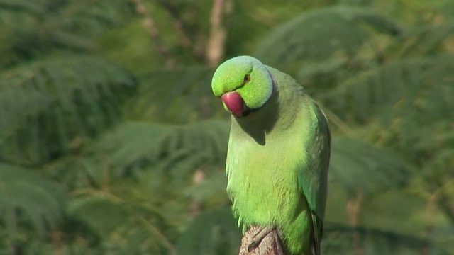 A portait of  Ring-Necked Parakeet in a garden in Dubai in the United Arab Emirates.