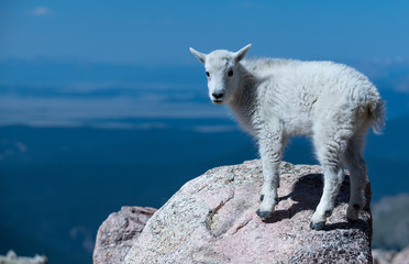 An Adorable Baby Mountain Goat Lamb