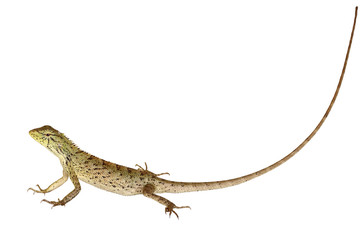 Naklejka premium Lizard isolated on a white background
