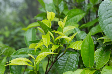 Fototapeta na wymiar tea leaf