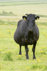 Kerry cattle grazing on a green meadow, Bomore cliffs, county Kerry, Ireland.