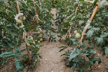 huerto ecológico de tomates  - 212740451