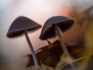 Shallow depth of field mushrooms